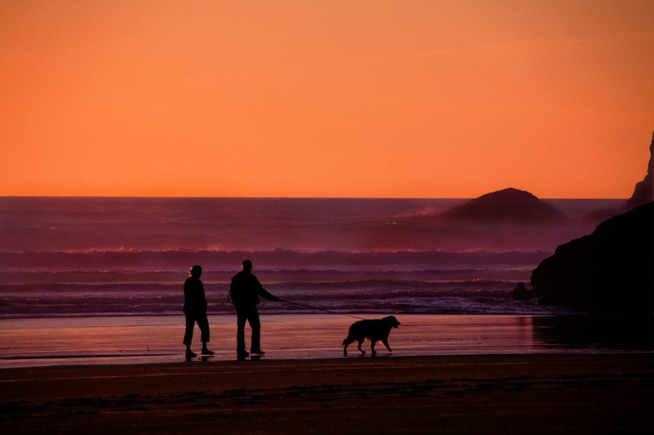 older-couple-walking-with-dog-on-beach-at-sunset