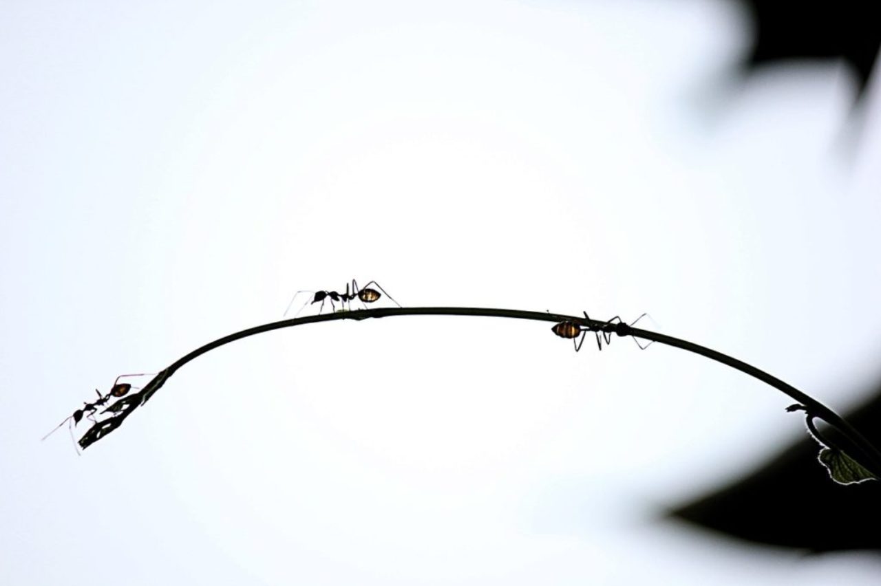three-ants-on-a-twig