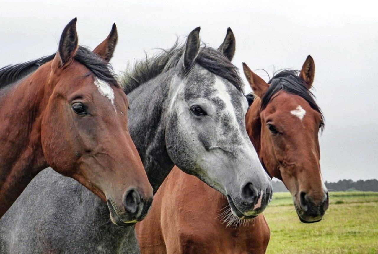 three-horses